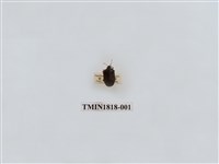 藏品(水稻害蟲)的圖片